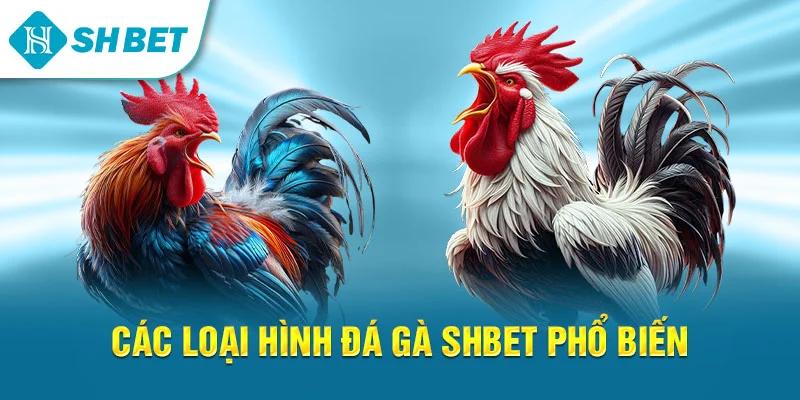 Các loại hình đá gà SHBET phổ biến