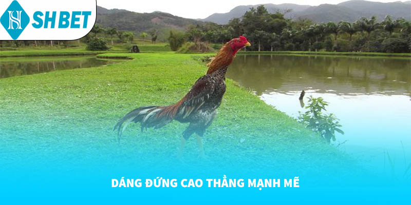 Dáng đứng thẳng cao mạnh mẽ