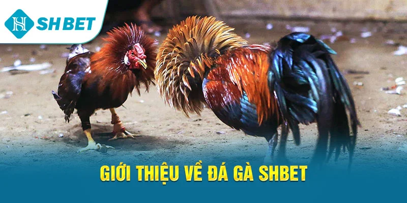 Giới thiệu về đá gà SHBET