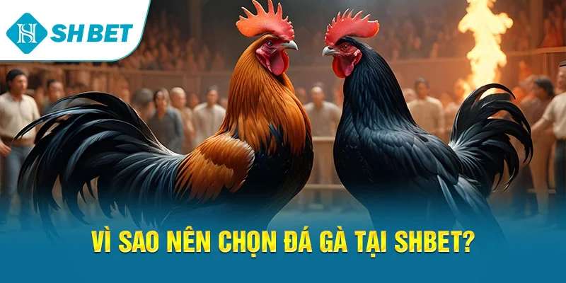 Vì sao nên chọn đá gà tại SHBET?